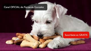 ✔ Galletas de AVENA Y MIEL para Perros  Receta de Galletas [upl. by Llesig]