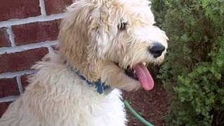 Lucy the Goldendoodle [upl. by Madelene]