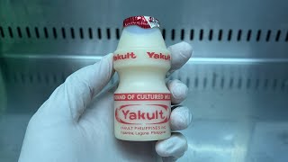 Yakult under the microscope [upl. by Sotsirhc649]