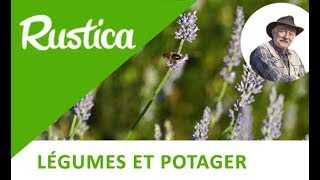 La lavande utile dans un potager [upl. by Enel]