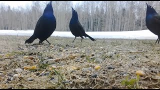 Common Grackles Showing Off [upl. by Jenn350]