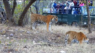 ranthambore national park  ranthambore [upl. by Otanod]