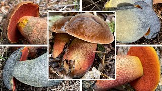 Hexenröhrling Verwechslung  Wann amp Wo man Flockis finden kann  Neoboletus erythropus Schusterpilz [upl. by Roots]