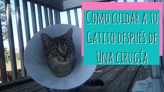 Como Cuidar a un Gato Después de Una Cirugia [upl. by Ttayw]