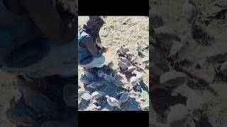 Chukars training music love arabic топ afghan ptm reels baloch shortsfeed shortvideo pti [upl. by Farnham]