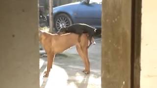 Cachorrinho tentando cruzar com cadela muito maior que ele [upl. by Yursa]