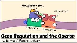 Gene Regulation and the Operon [upl. by Gasparo]