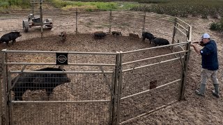 Hurricane brought giant hogs and skunks spraying my house [upl. by Ellenij]