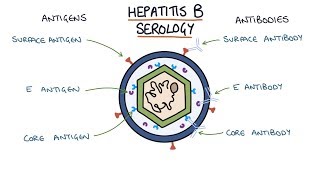 Understanding Hepatitis B Serology Results [upl. by Nairim]