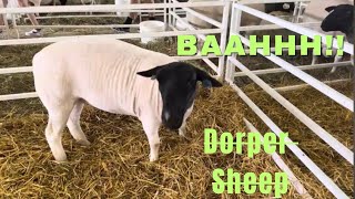 Cute Dorper Sheep I met at an agricultural fair bah [upl. by Aivatnohs]