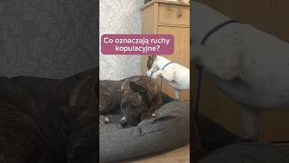 Co oznaczają ruchy kopulacyjne u psa behawiorysta rodzinnypies pies psy [upl. by Cadmar728]