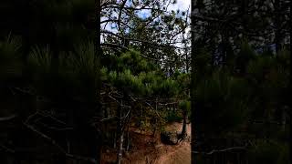 Part 2  Lake View of The Autumn Colors of Algonquin Park Ontario Canada Centennial Ridges Trail [upl. by Annekam93]