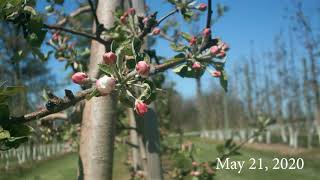 Apple Blossom Time Lapse [upl. by Nagram]