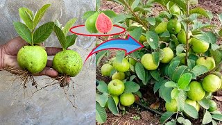 How To Propagate and Graft Guava trees to produce large fruits How To Grow Guava Tree [upl. by Giordano]