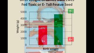 Introduction to Tall Fescue Toxicosis [upl. by Eened836]