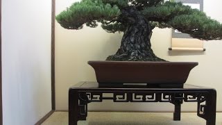 Tokonoma Bonsai display [upl. by Eedrahc]