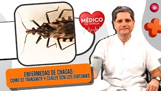 Enfermedad de Chagas cómo se transmite y cuáles son los síntomas  MedicoDeFamilia [upl. by Alah447]