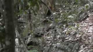 Alberts Lyrebird in Habitat Mt Tamborine Queensland Australia [upl. by Zap]