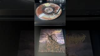 Vulvodynia  Entabeni Earthtone Splatterburst Vinyl vulvodynia slamdeathmetal brutaldeath [upl. by Inasah]