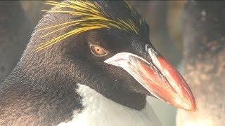 マカロニペンギン 仙台うみの杜水族館 2018年1月20日 [upl. by Meuse]