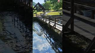 Mimosa Tree and a Footbridge hikingpath footbridge lake [upl. by Tome]