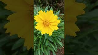 Coreopsis basalisGoldenmane tickseed [upl. by Hilel]