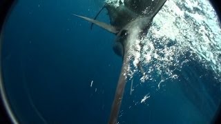 Sailfish Attacks Cameraman Full Story [upl. by Clapper153]