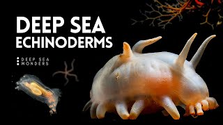 The Wonder of Deep Sea Echinoderms [upl. by Jori]