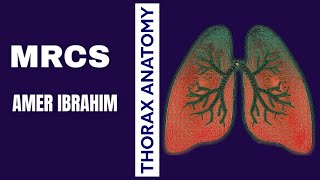 Thorax Anatomy MRCS [upl. by Anihpesoj878]