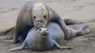 Piedras Blancas Elephant Seal Rookery  Big Sur CA [upl. by Essinger]