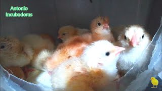 Proceso de incubación de huevos de gallina en incubadora casera [upl. by Yanehc251]