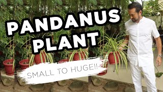 Pandanus Plant Stages From Small to HUGE  Home Gardening [upl. by Arait]