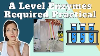 Enzymes Required Practical  A level Biology The effect of a variable on the rate of reaction [upl. by Anaig]