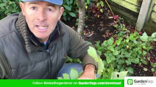 How To Cut Back Hellebore foliage [upl. by Li251]