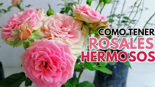 como tener bonitas las rosas chuyito jardinero [upl. by Anneiv145]