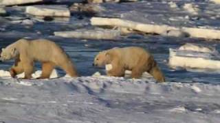 Polar Bear Capital of the World  Churchill Manitoba Canada [upl. by Lucita]