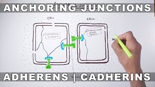 Anchoring Junctions [upl. by Araeic]