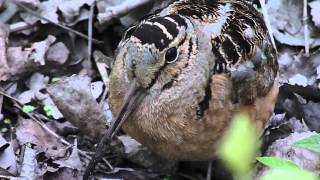 American Woodcock Scolopax minor [upl. by Reffineg]