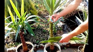 How to grow Yucca plants from cuttings [upl. by Aneri]