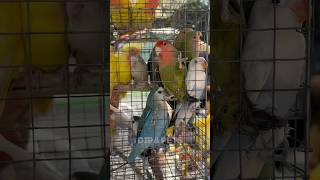 Galiff street bird market 🦜India biggest bird market birds pets galiffstreet birdslover shorts [upl. by Gotcher354]