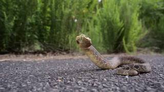 Hissing Hognose snake in the Ouachita mountains Arkansas [upl. by Derwood717]