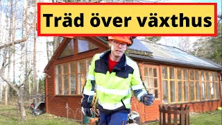 Träd nerblåst över växthusorangeri [upl. by Groark]