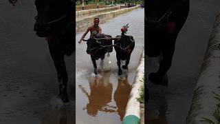 Kambala kambula trending today training [upl. by Neitsirk482]