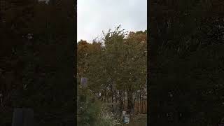 Wind Gusting Through Huge Maples October in Maine Gettin chilly [upl. by Dnama614]