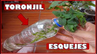 COMO OBTENER PLANTAS DE TORONJIL CON PORCIONES DE TALLO O ESQUEJES [upl. by Walrath551]