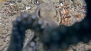 Octopus Surprises Scuba Diver By Dismantling His Camera [upl. by Brandenburg789]