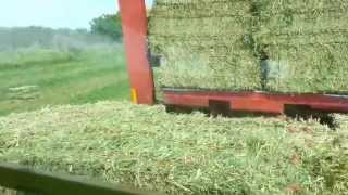 Stacking hay in 1095 balewagon [upl. by Eicnahc]