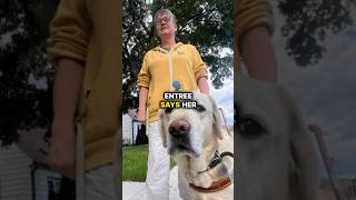 Untrained dogs are jeopardizing the lives of blind ServiceDogs BlindCommunity GuideDogs [upl. by Rosenblast]