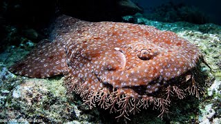 Tasselled Wobbegong  Animal of the Week [upl. by Mignonne]