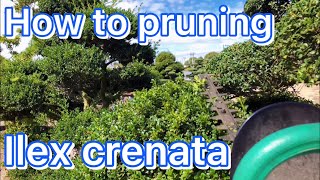 Ilex Crenata how to pruning Beautiful bonsai style [upl. by Orabel]